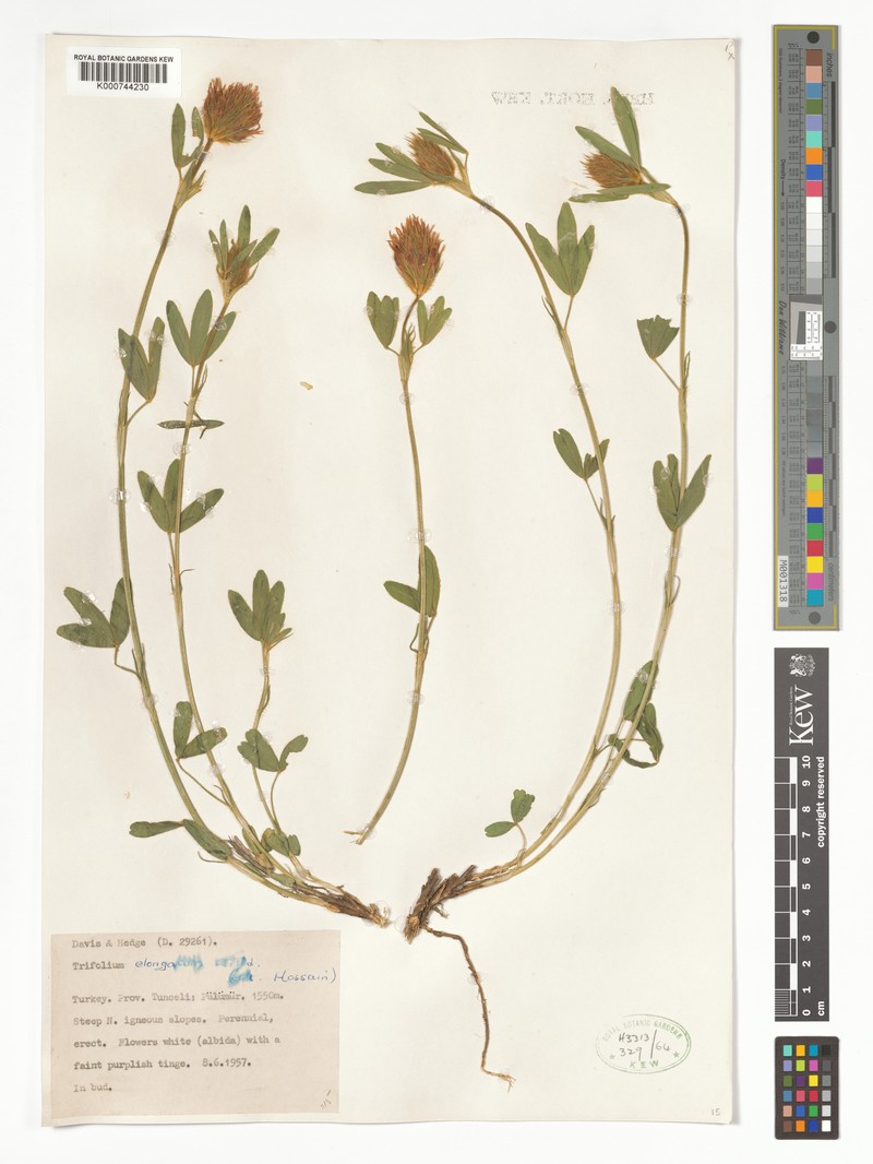 Trifolium pannonicum subsp. elongatum