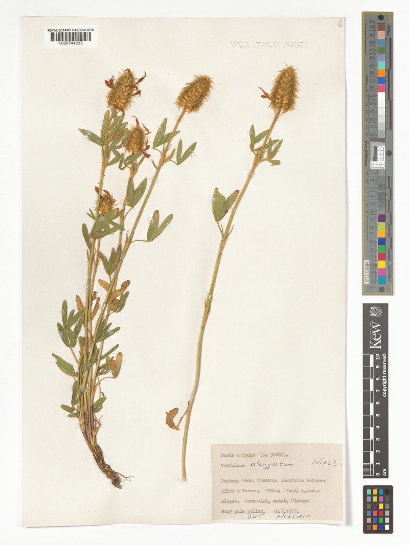 Trifolium pannonicum subsp. elongatum photo 2