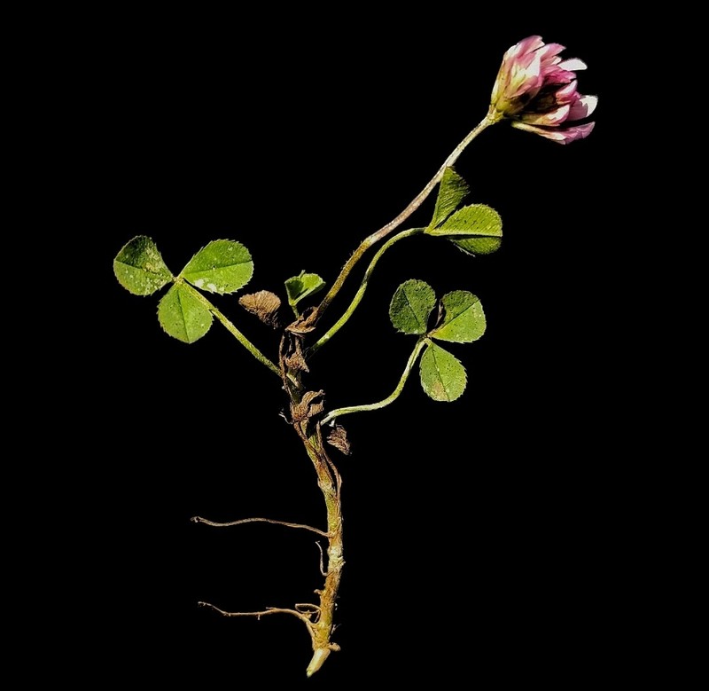 Trifolium parnassi
