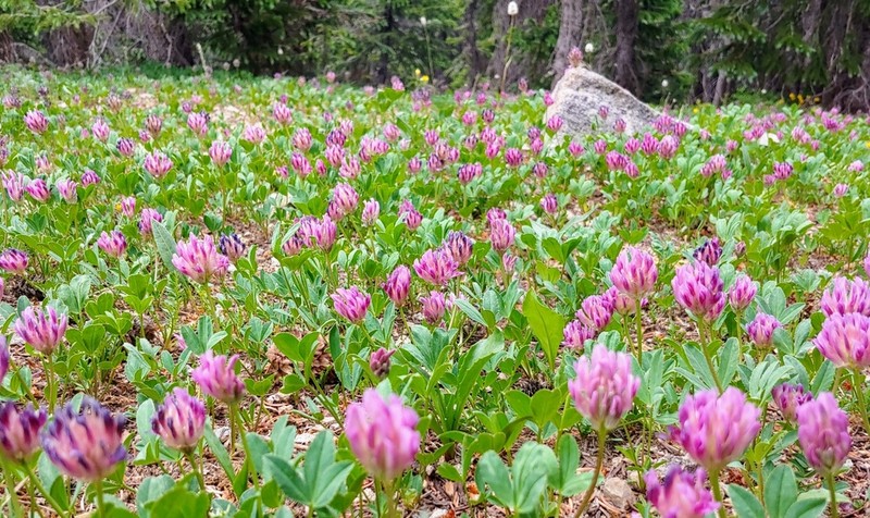 Parry's Clover photo 4