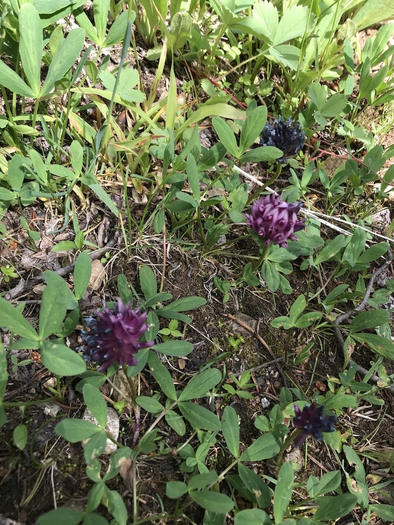 Parry's Clover photo 5