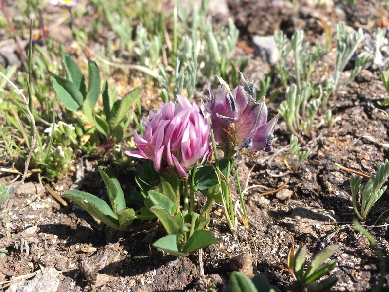 Parry's Clover photo 6