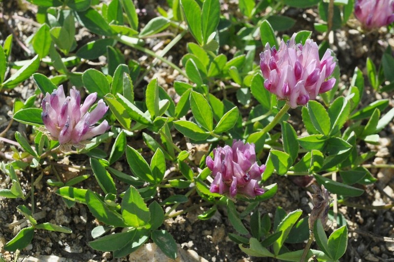 Parry's Clover photo 7