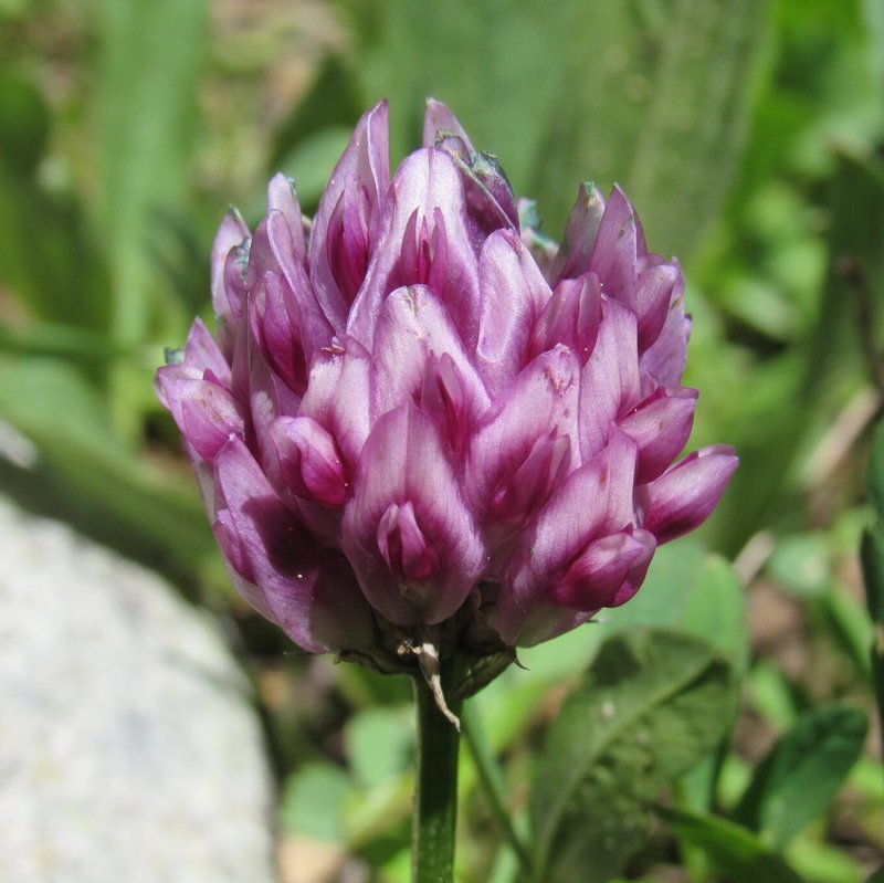 Parry's Clover photo 4