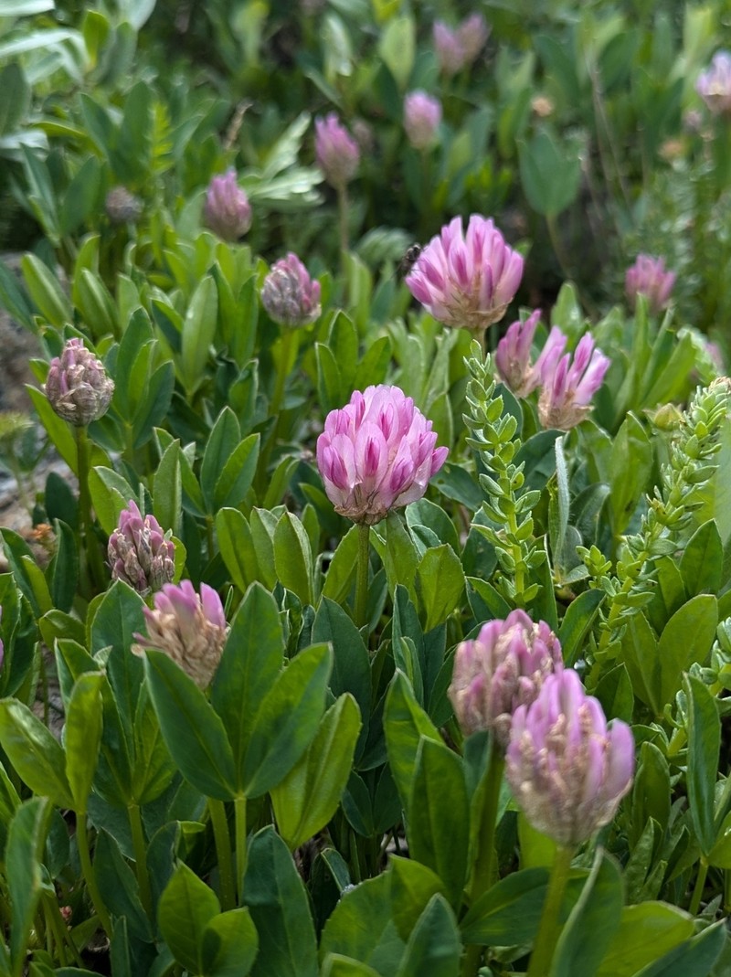 Parry's Clover