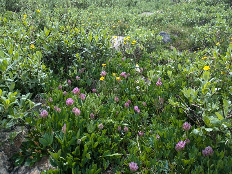Parry's Clover photo 2