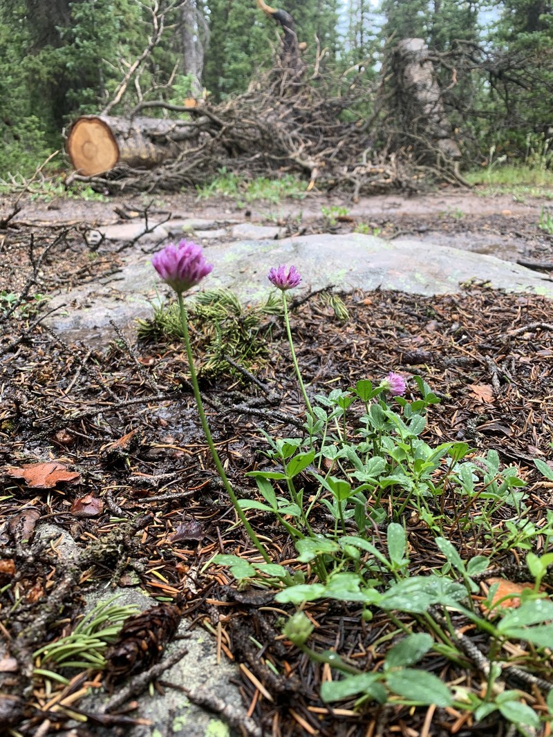 Trifolium parryi subsp. montanense