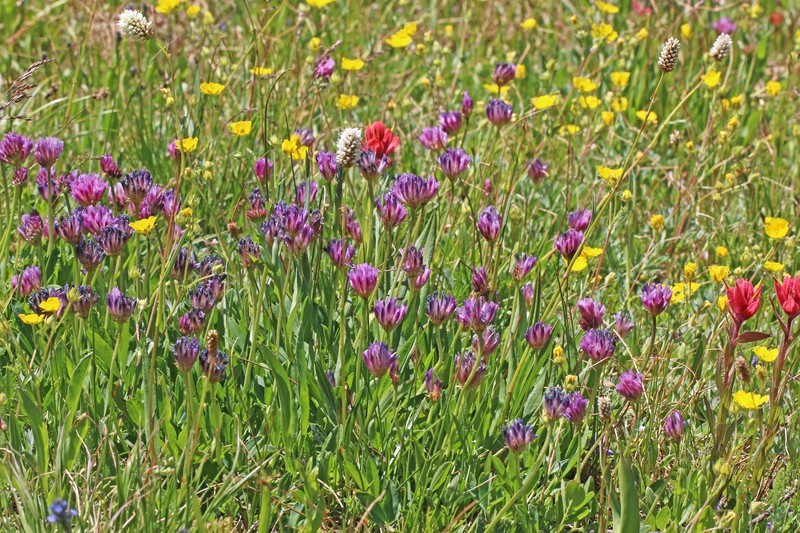 Trifolium parryi subsp. montanense photo 2