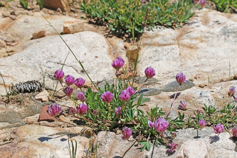 Trifolium parryi subsp. montanense photo 3