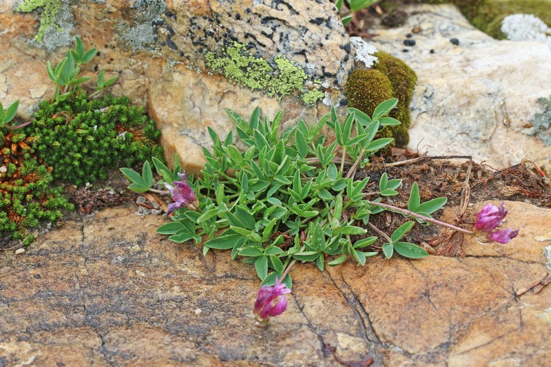 Trifolium parryi subsp. montanense photo 4