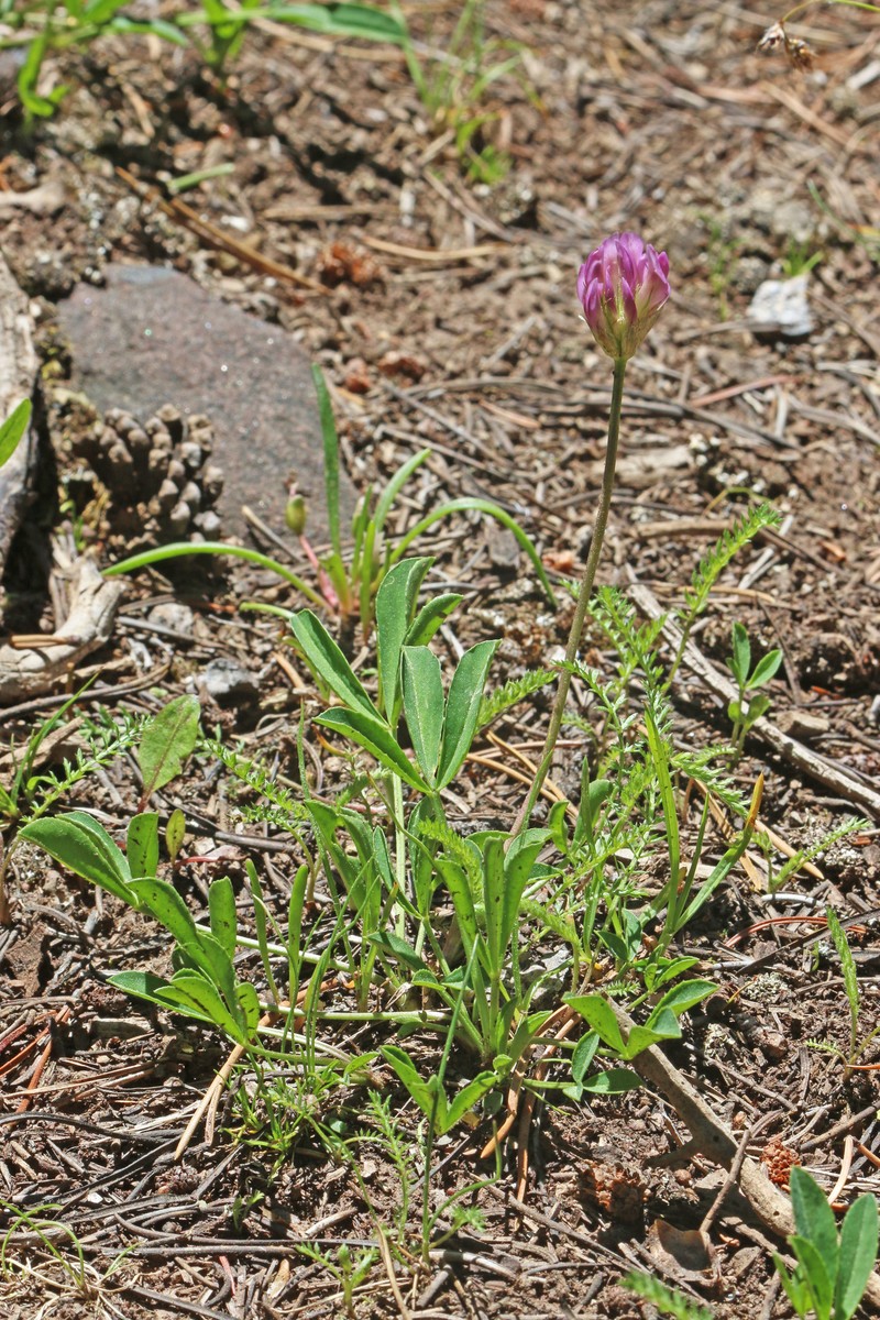 Trifolium parryi subsp. montanense photo 5