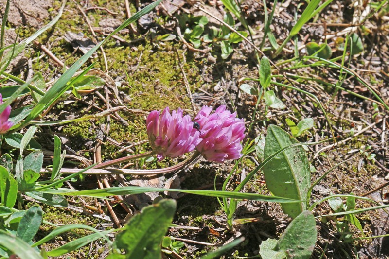 Trifolium parryi subsp. montanense photo 6
