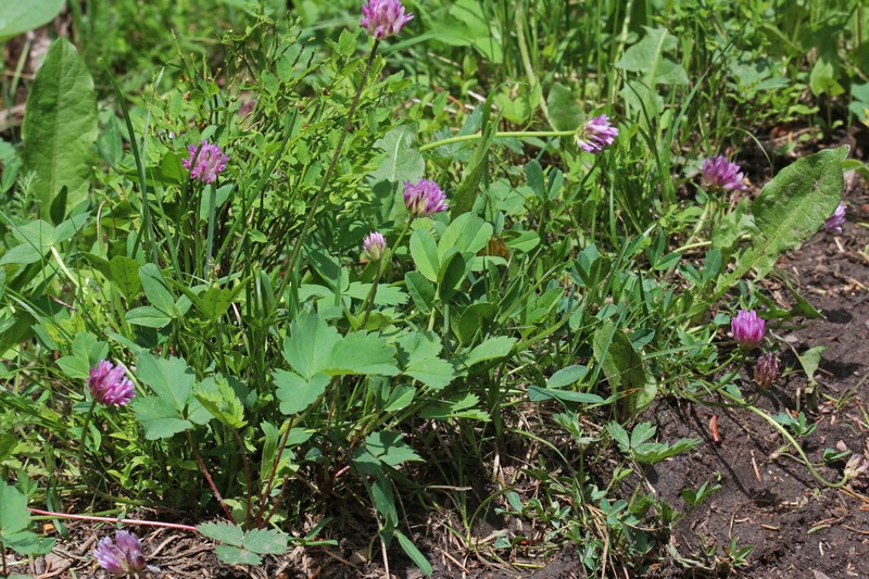 Trifolium parryi subsp. montanense photo 7