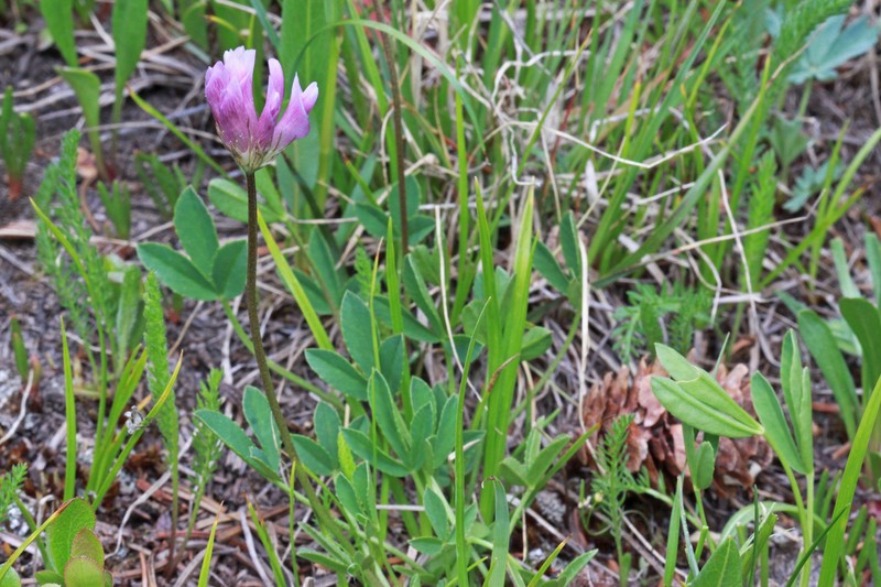 Trifolium parryi subsp. montanense photo 8