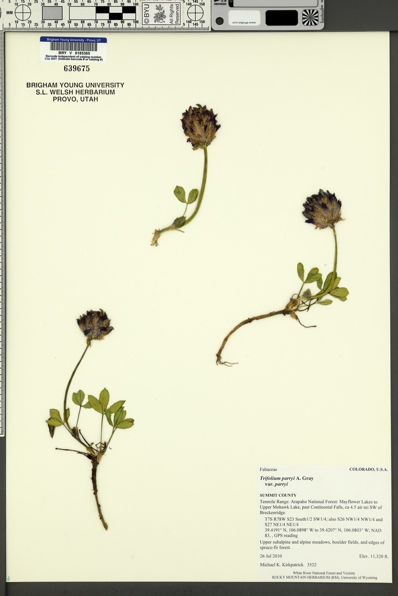 Trifolium parryi subsp. parryi