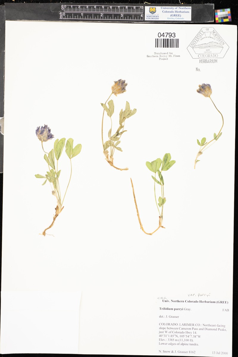 Trifolium parryi subsp. parryi photo 2
