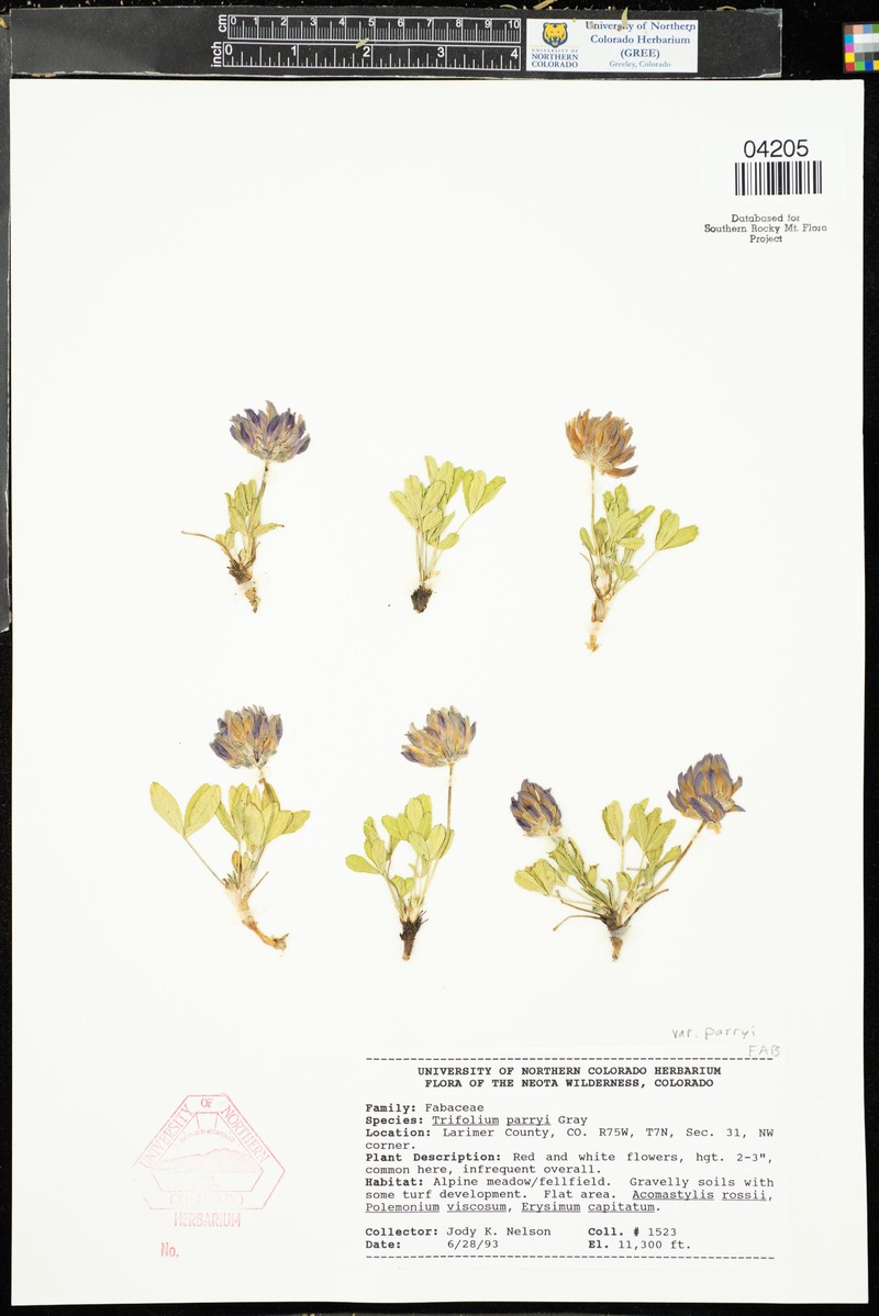 Trifolium parryi subsp. parryi photo 3