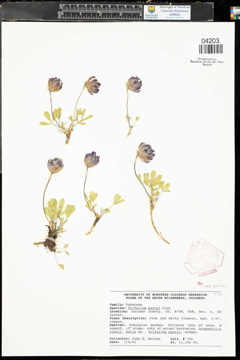 Trifolium parryi subsp. parryi photo 4