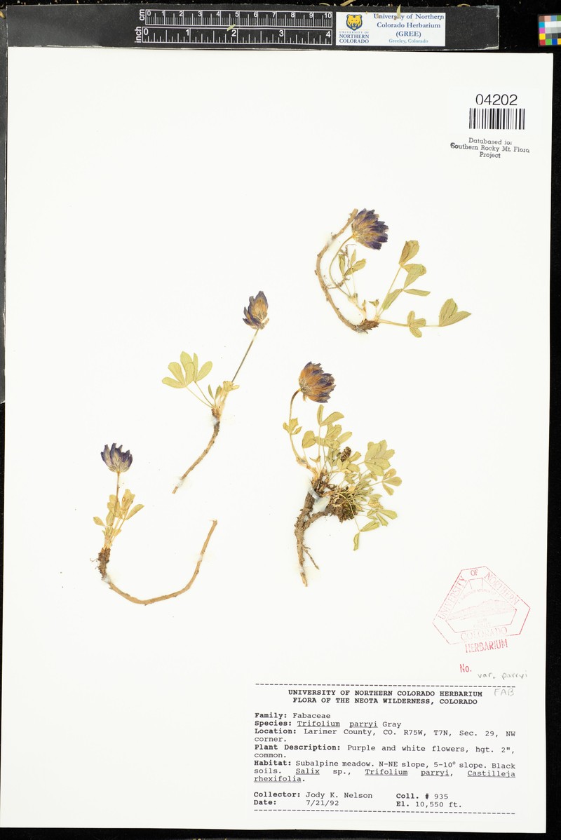 Trifolium parryi subsp. parryi photo 5