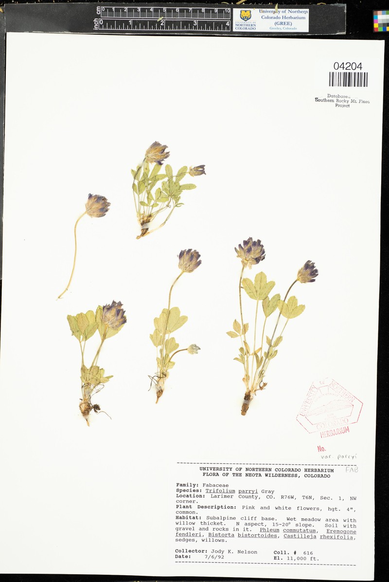 Trifolium parryi subsp. parryi photo 6