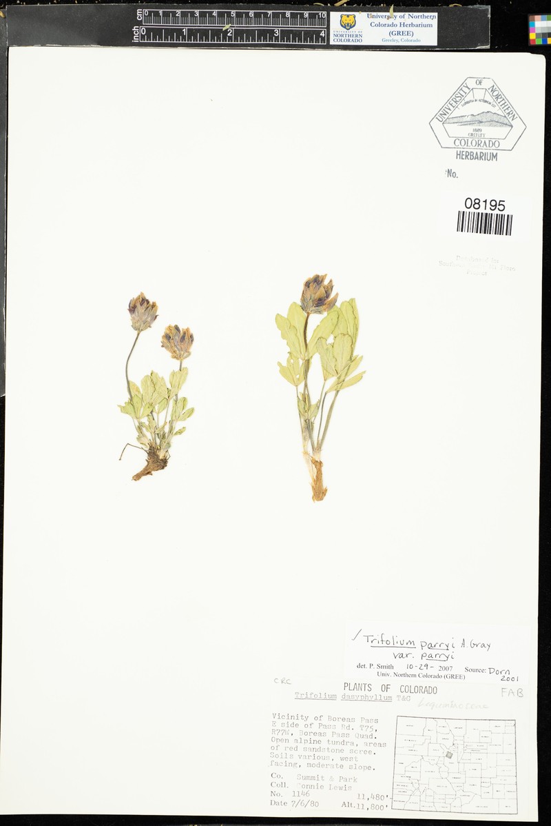 Trifolium parryi subsp. parryi photo 7