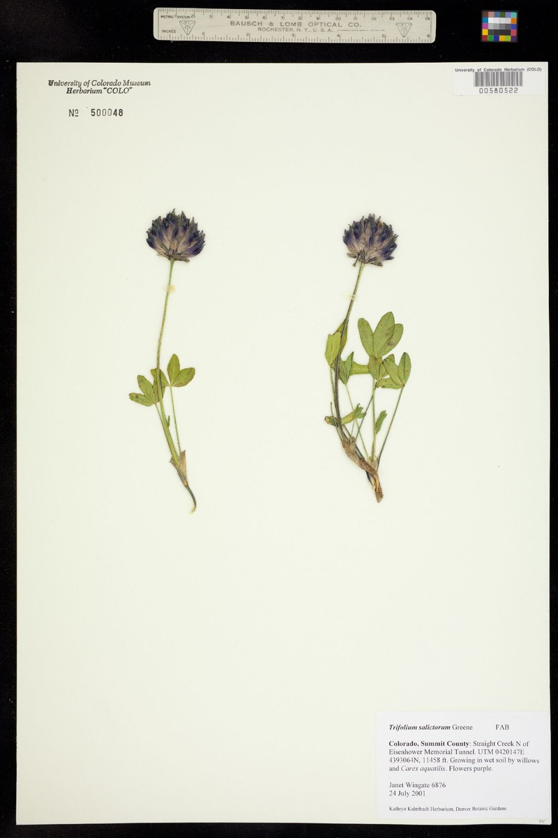 Trifolium parryi subsp. salictorum