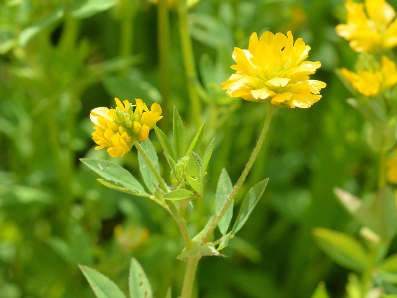 Trifolium patens
