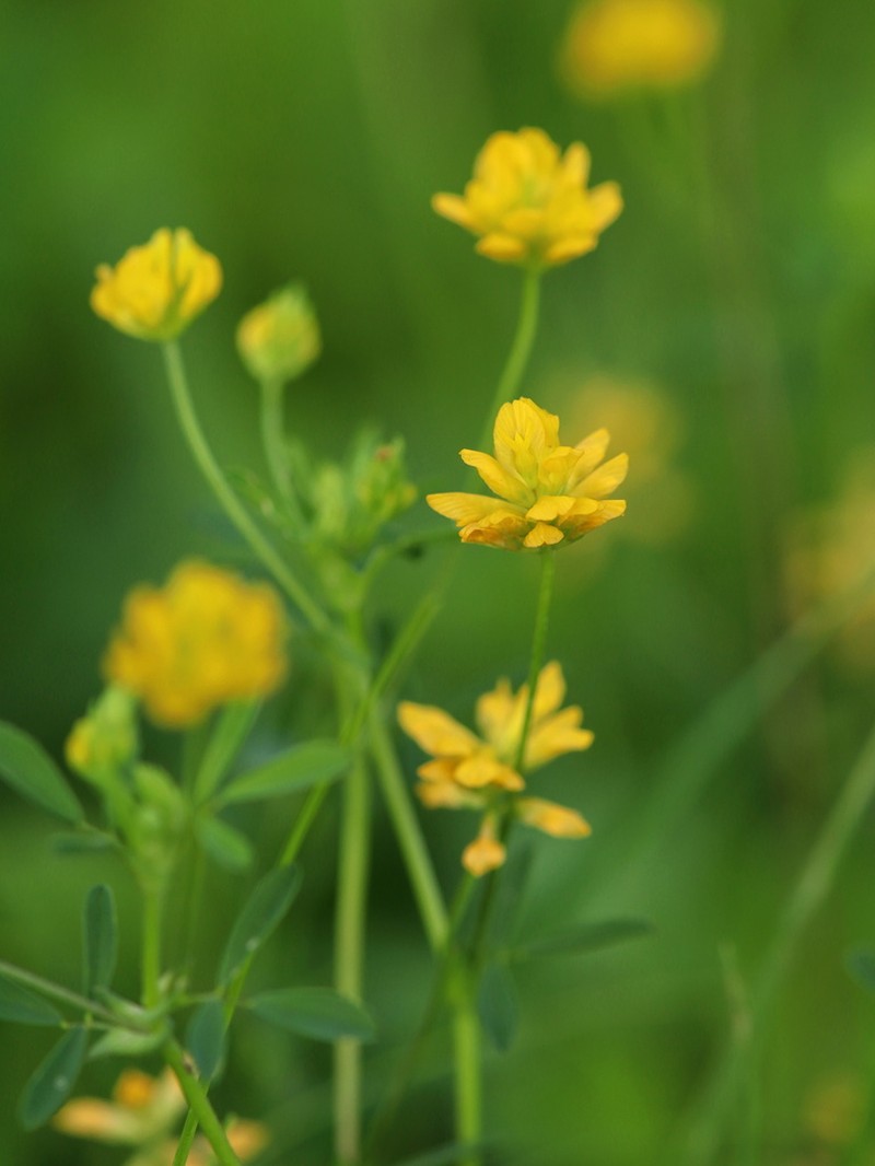 Trifolium patens photo 2