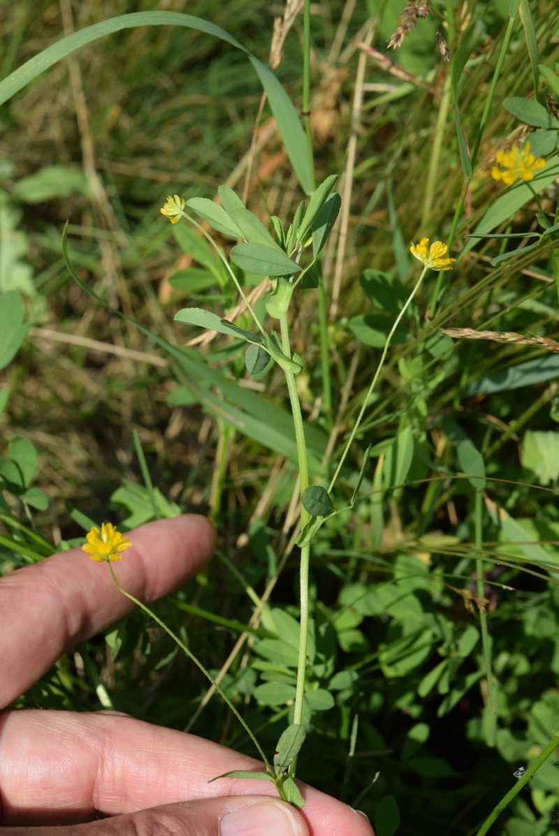 Trifolium patens photo 3
