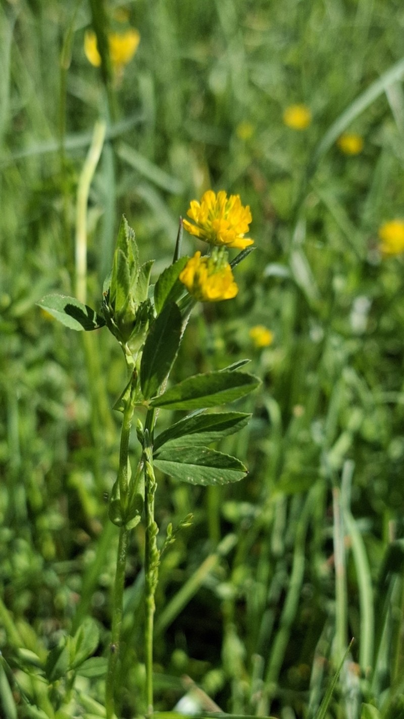Trifolium patens photo 4