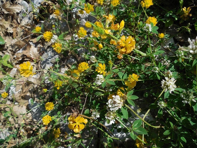 Trifolium patens photo 5