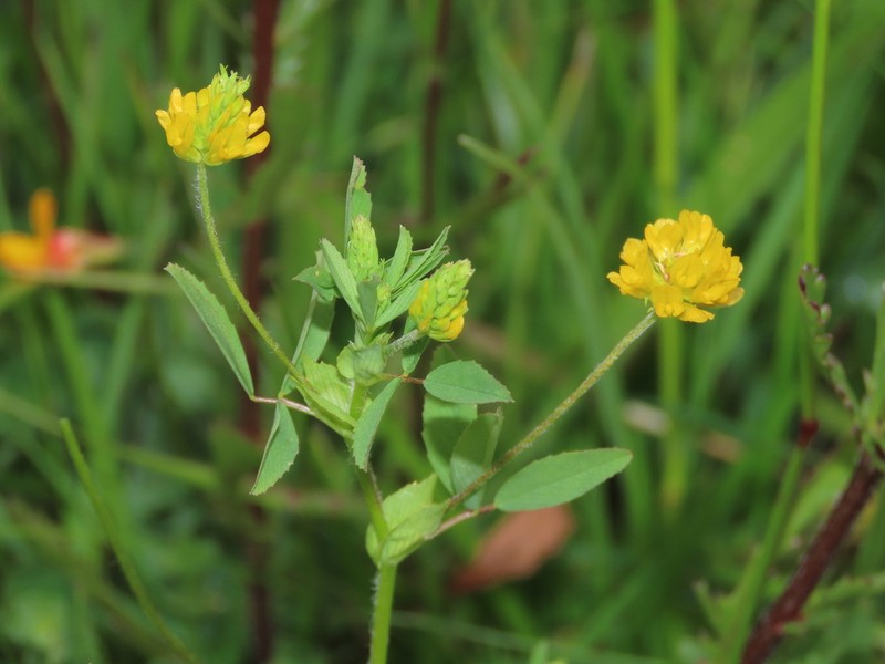 Trifolium patens photo 6