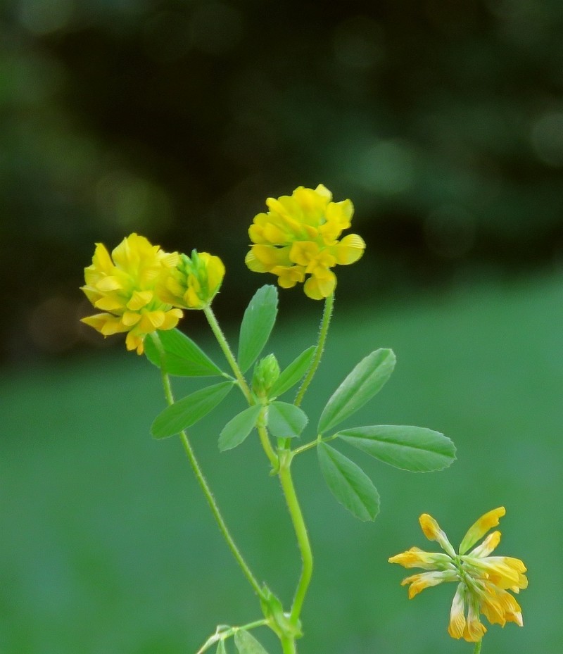 Trifolium patens photo 7