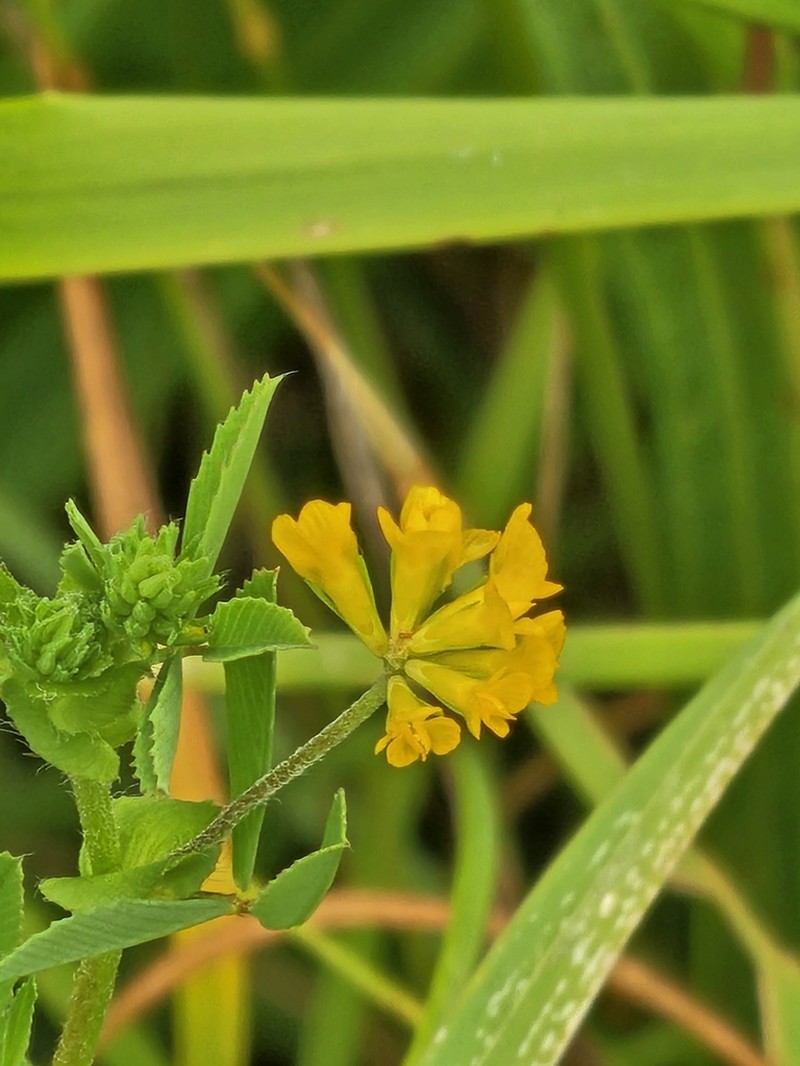 Trifolium patens photo 8