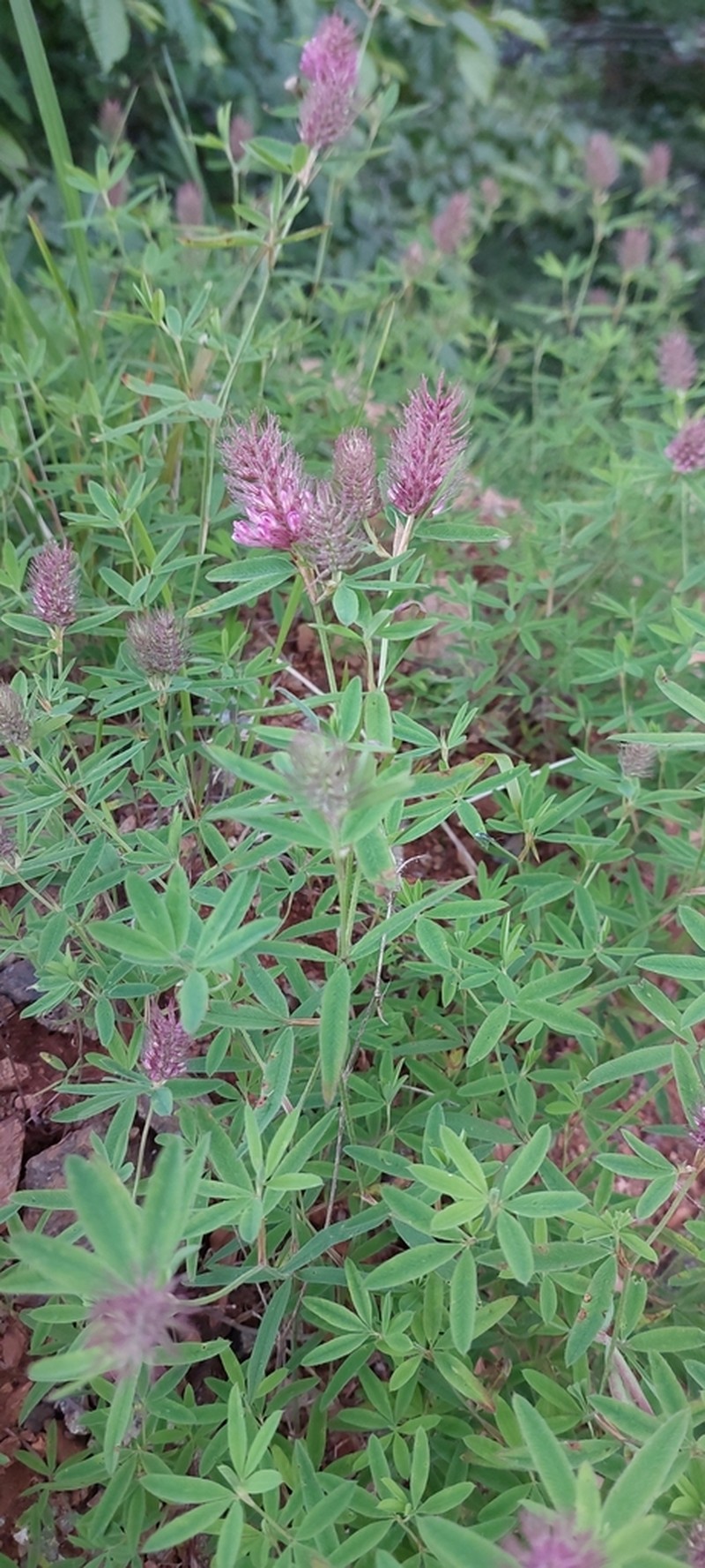 Trifolium patulum