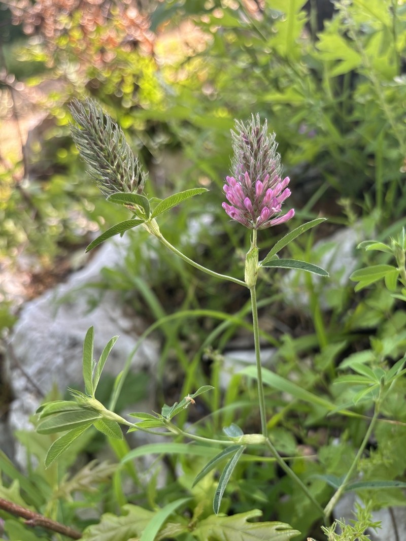 Trifolium patulum photo 2