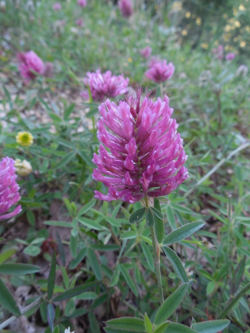 Trifolium patulum photo 3