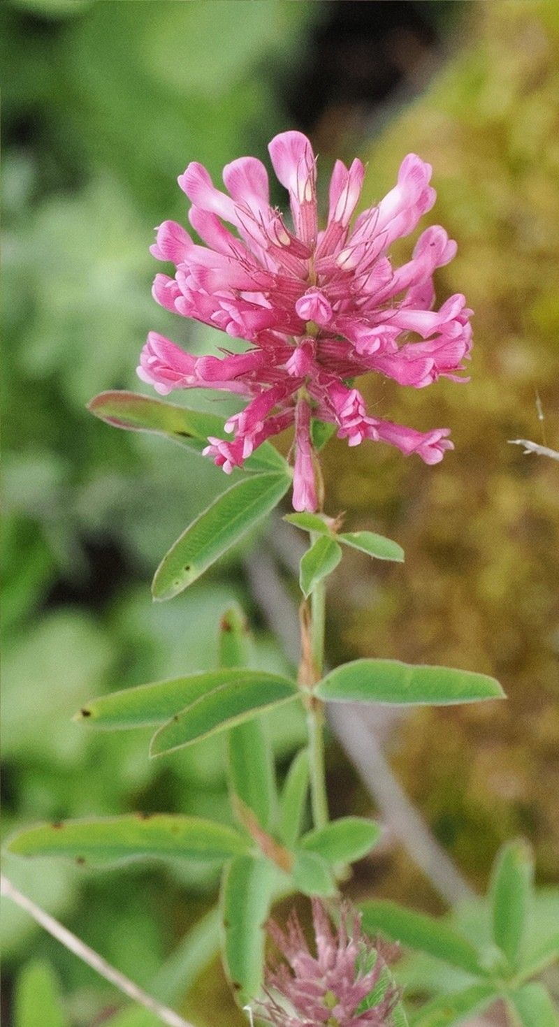 Trifolium patulum photo 4