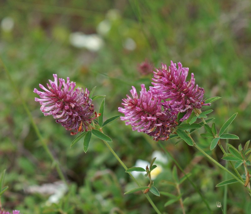 Trifolium patulum photo 5