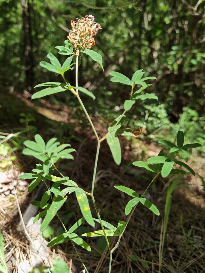 Trifolium patulum photo 6
