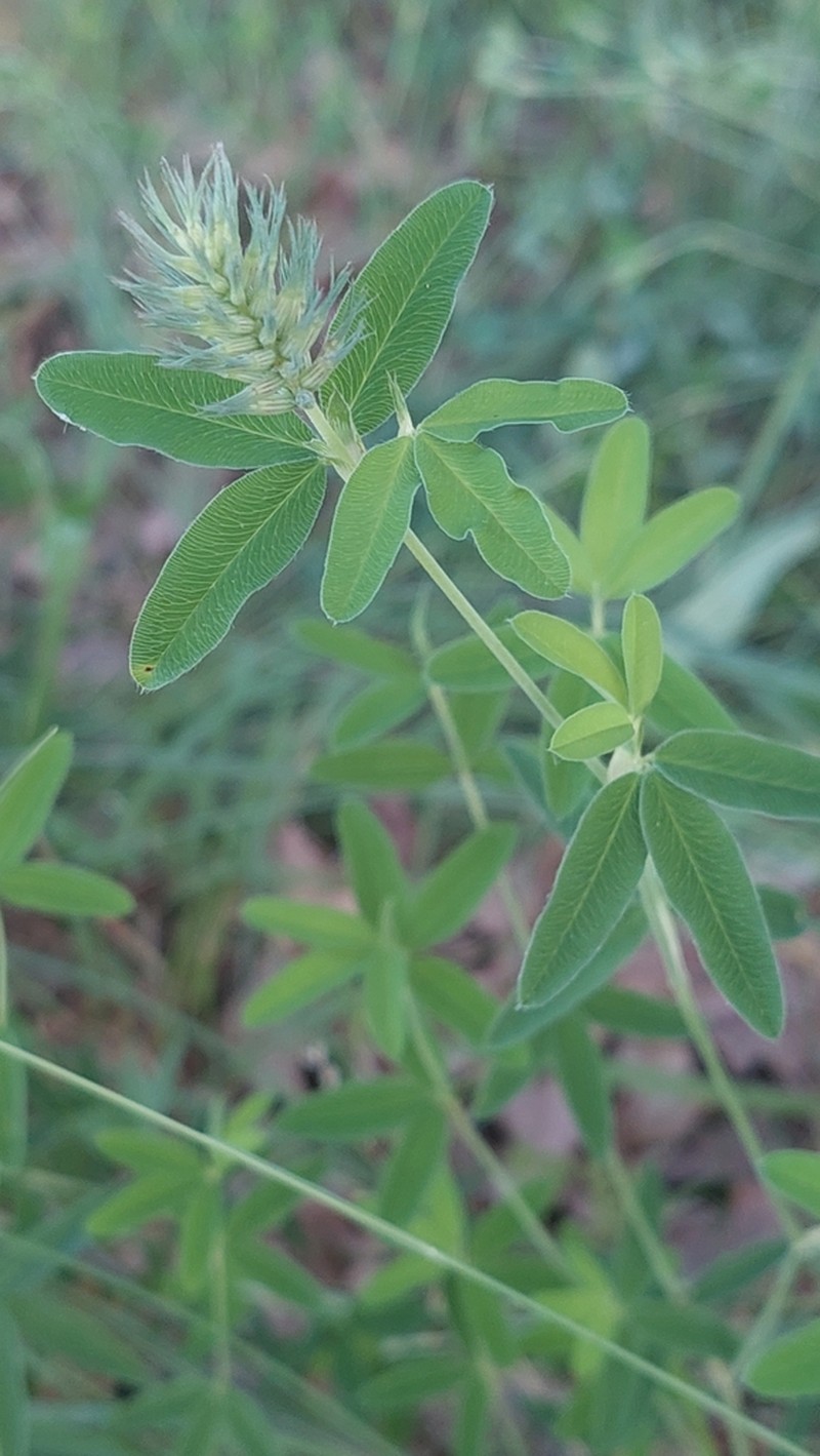 Trifolium patulum photo 7