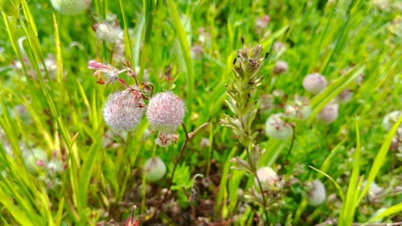 Trifolium pauciflorum