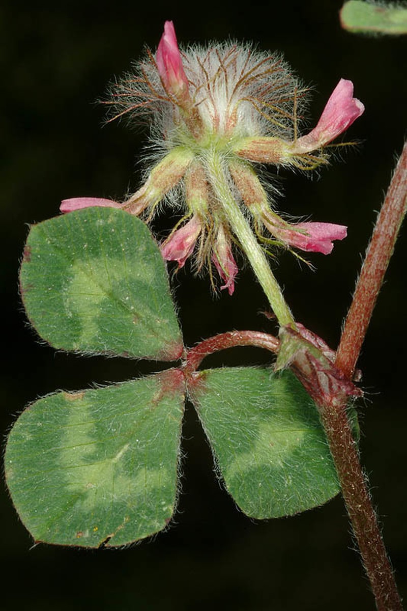 Trifolium pauciflorum photo 2