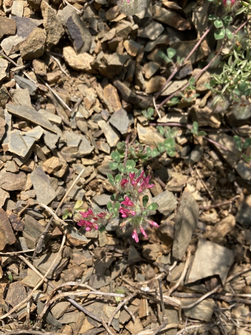 Trifolium pauciflorum photo 3