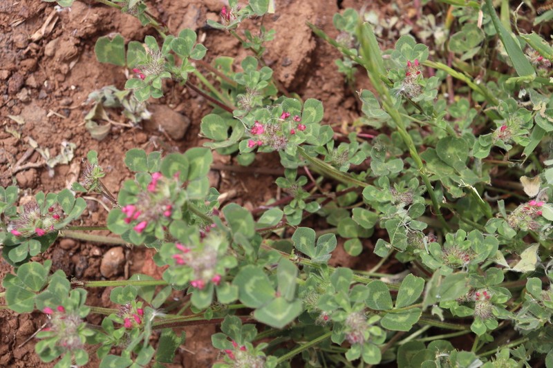 Trifolium pauciflorum photo 4