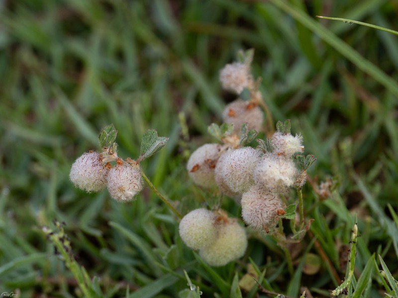 Trifolium pauciflorum photo 5