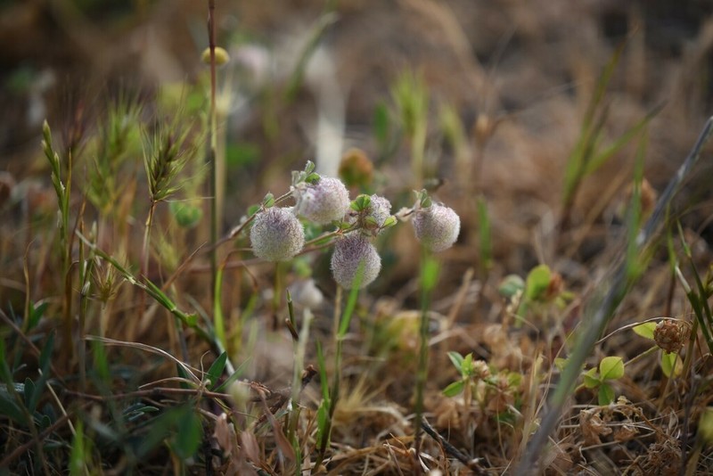 Trifolium pauciflorum photo 6