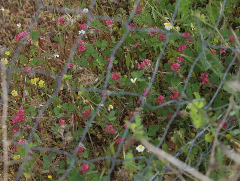 Trifolium pauciflorum photo 7