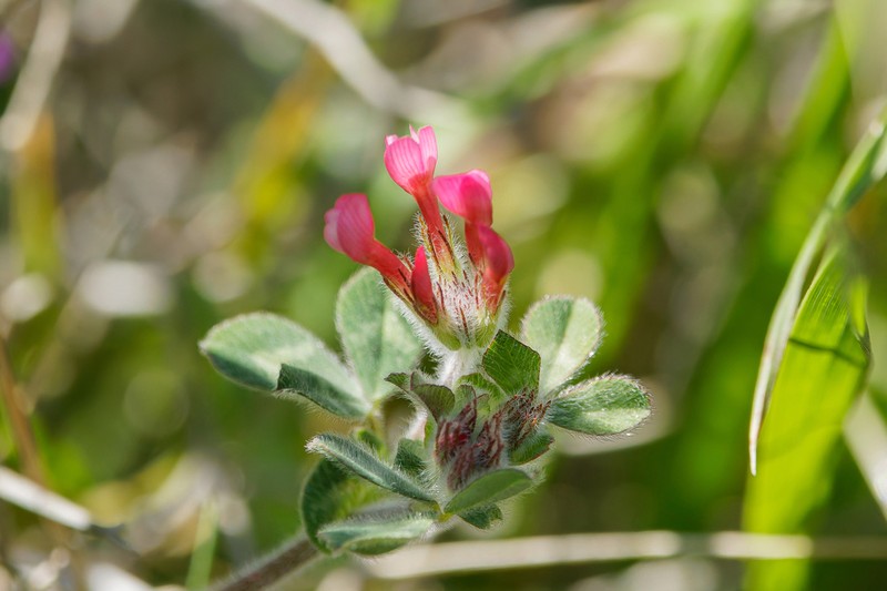 Trifolium pauciflorum photo 8