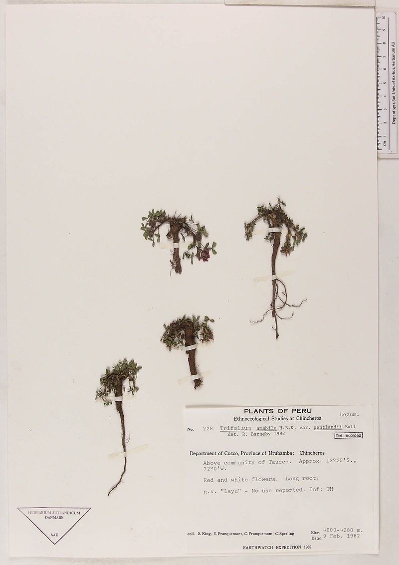 Trifolium peruvianum